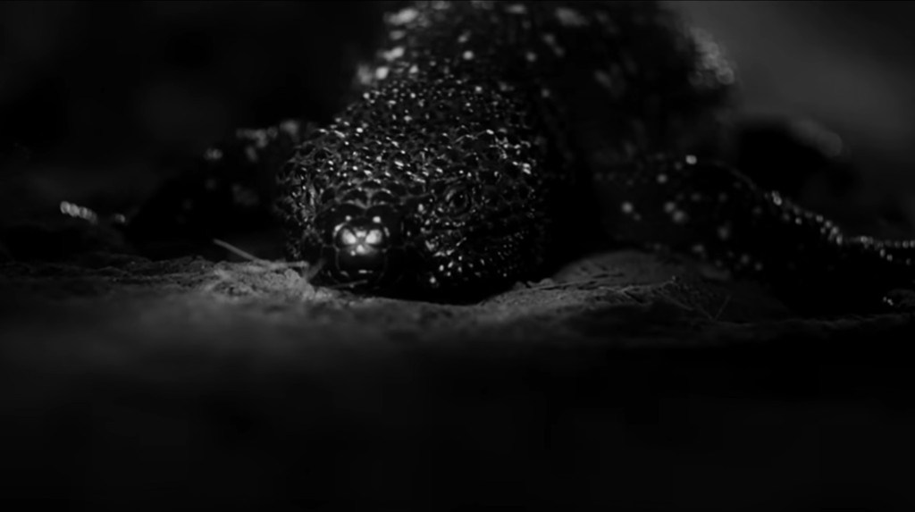 Close-up of a textured black creature moving slowly across a sandy surface in low light.