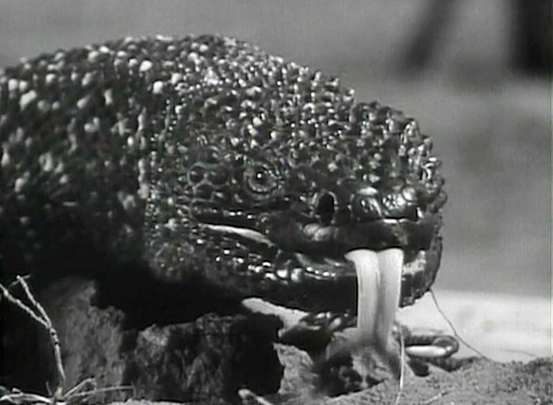 A close-up of a lizard-like creature with a scaly texture and a long tongue, set against a blurred background.