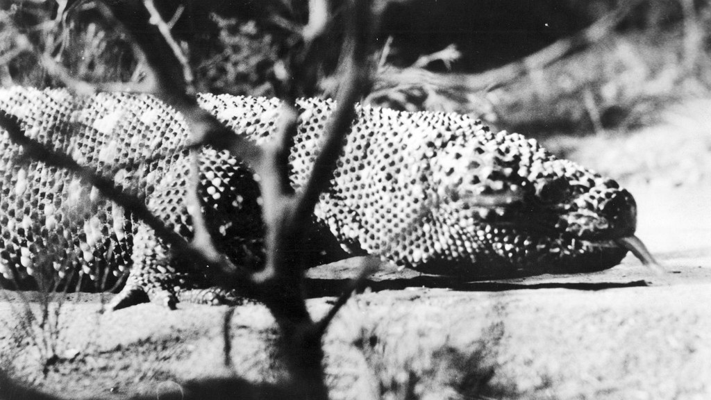 Close-up of a textured lizard lying on the ground, partially obscured by vegetation in a black and white photograph.