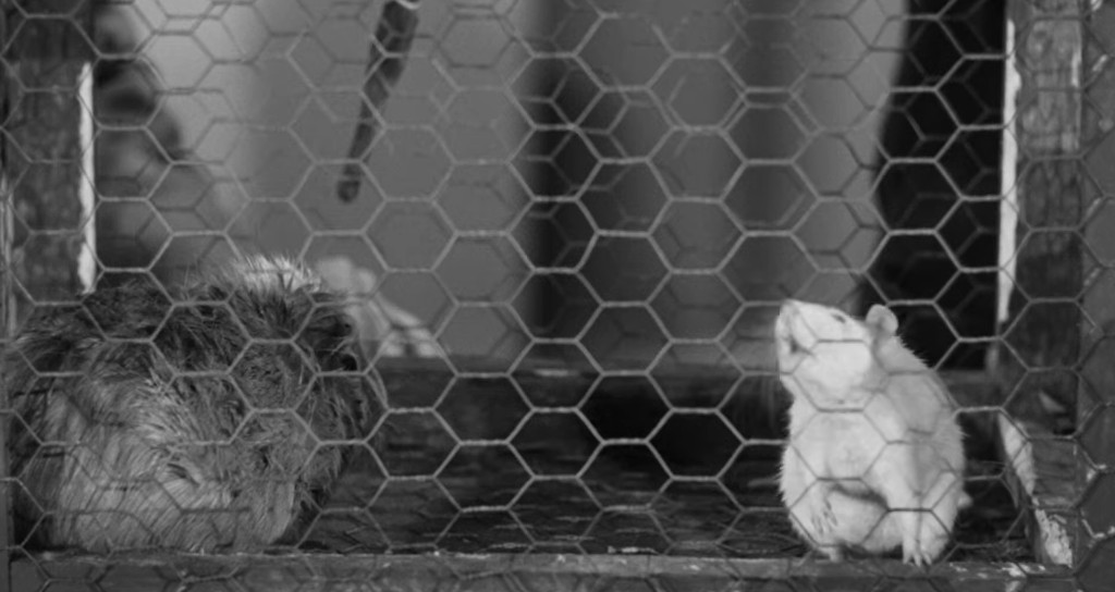 A black and white image featuring a small animal, possibly a rabbit, sitting in a cage with a hexagonal wire mesh, alongside another animal that appears to be sleeping.