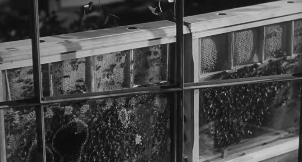 Close-up view of a wooden beehive with honeycomb and bees, observed through a window.